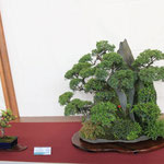 34 Ishizuki con ginepri e pini - Bonsai Club Settelaghi Varese