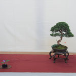 20 Juniperus chinensis - Bonsai Club Alessandria