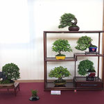 47 Composizione shohin - Studio Botanico