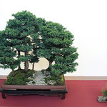 54 Cryptomeria japonica - Arte Bonsai Club Novara