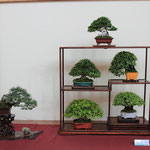 15 Conposizione shohin - Sesia Bonsai Club