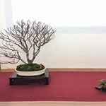 37 Faggio (fagus sylvatica) - Bonsai Club Somma