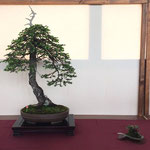 52 Abete rosso - Brianza Bonsai