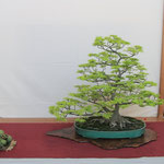 21 Acero palmato v. Tatsugashira - Bonsai Club Alessandria