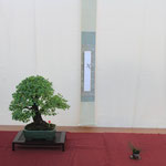 24 Olmo campestre (Ulmus minor) - Bonsai Club Torino