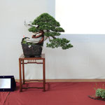 51 Juniperus chinensis - Brianza Bonsai