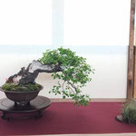 40 Prunus avium - Associazione Bonsai il Moro