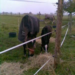 Cpyrys und Fohlen Gracy