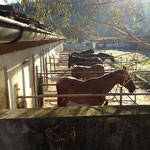 Unser Stall in Laubegg