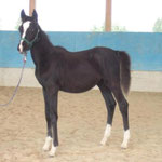 Gracy  (Gardez)
