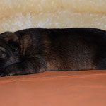 4 Tage