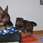 5 Wochen alt