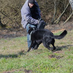 26 Monate alt, Einsatztest als Polizeischutzhund