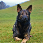 2 3/4 Jahre alt, Training Trimstein