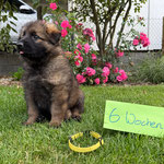 6 Wochen alt