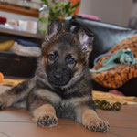 6.5 Wochen alt
