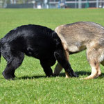 3,5 Monate alt mit Bruder Kiro