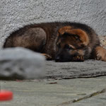 6 Wochen alt