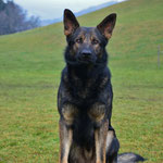 2 3/4 Jahre alt, Training Trimstein