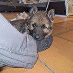 6 Wochen alt