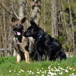 3,5 Monate alt mit Bruder Kiro