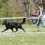 Kiro, 2 1/4 Jahre alt, holte an der Ausstellung in Fribourg in der Gebrauchshundeklasse als zweitbester Leistungshund ein SG. Foto von Pia Koster