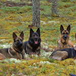Schwedenferien,  8 Monate alt