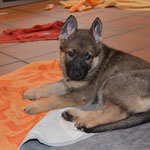 6,5 Wochen alt