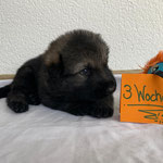 3 Wochen alt