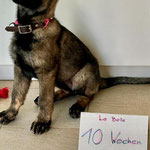 10 Wochen alt