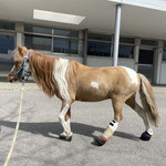 Nach der Operation im Tierspital Bern