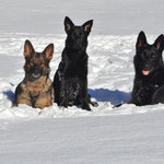 4, 5 Monate alt, mit Vater Nox, Tante Gringa und Cousin Kiro