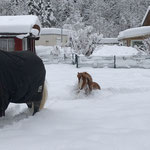 Dezember 2021, Blue versinkt im Schnee, aber er hat riesen Spass
