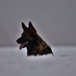 IGP3 Prüfung am 02.02.2019 mit 100/95/94 Total 289 Pkt.