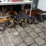 5 Wochen alt