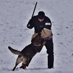IGP3 Prüfung am 02.02.2019 mit 100/95/94 Total 289 Pkt.