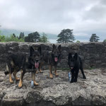 4,5 Monate alt, auf einer Ruine