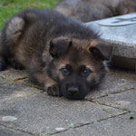 5.5 Wochen alt