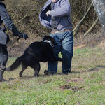 26 Monate alt, Einsatztest als Polizeischutzhund