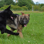 5 Monate alt mit Bruder Kiro