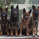 Schwedenferien,  8 Monate alt mit Nox, Caline und Ghana jun.