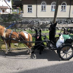 Blue fast täglich unterwegs am Wagen mit den Hunden, August 2021, hier beim Einkauf im Dorf
