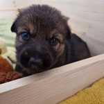 2,5 Wochen alt
