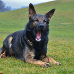 2 3/4 Jahre alt, Training Trimstein