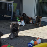 5,5 Wochen alt