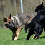 3,5 Monate alt mit Bruder Kiro