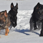 Jan. 2021, 5 Jahre alt mit Halbruder Nox, Sohn Kiro und Neffe Renox
