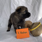 4 Wochen alt