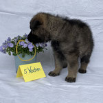 5 Wochen alt