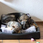 6,5 Wochen alt